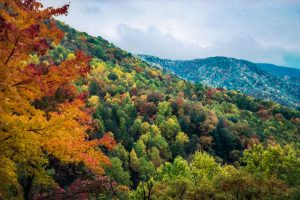 Pisgah National Forest: Big Ivy Area