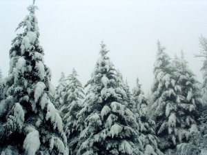 Pisgah National Forest: West Fork Area