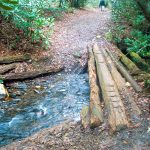 Log Bridge on the Daniel Ridge Trail