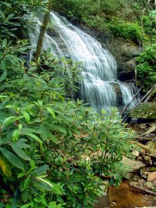 Pisgah National Forest: Shelton Laurel and Camp Creek Bald