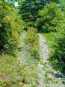 Flat Laurel Creek Stony Surface