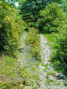 Flat Laurel Creek Stony Surface