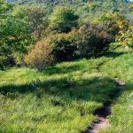 Sam Knob Trail Evening