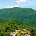 Spring Green and Laurel on Craggy Mountain