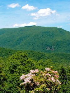 Spring Green and Laurel on Craggy Mountain