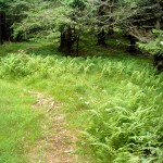 Trail through Spruces and Ferns