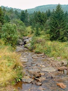 Lower Creek at Camp Alice