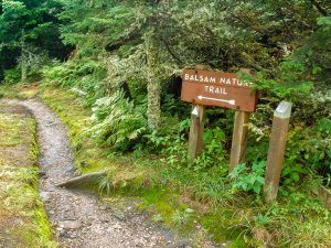 Balsam Nature Trail Start