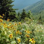 Wildflowers and View from Mount Mitchell