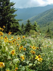 Wildflowers and View from Mount Mitchell