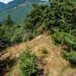 View from the Mount Mitchell Trail