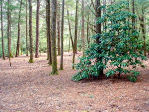 Pisgah National Forest: Mills River Area