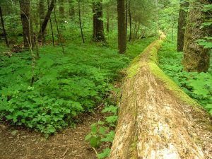 Nantahala National Forest: Joyce Kilmer Memorial Forest