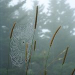 Spider Web in Fog