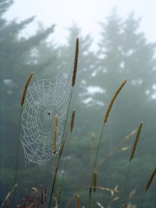 Spider Web in Fog