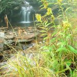 Lower Creek and Shrubs in Fog