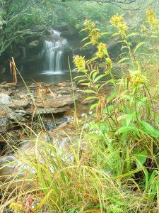 Lower Creek and Shrubs in Fog