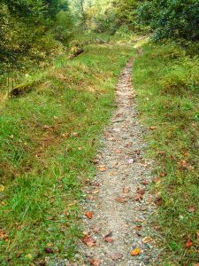 The Davidson River Trail