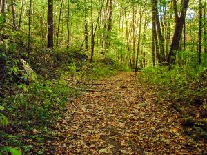 Main Trail in Pinnacle Park