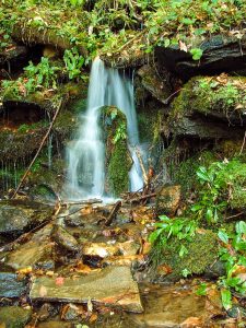 Small Cascade in Pinnacle Park