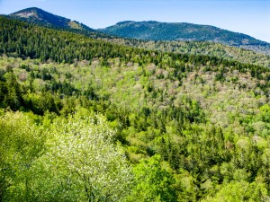 Mount Mitchell from Ridge Junction Overlook