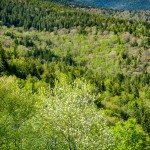 Mount Mitchell from Ridge Junction Overlook