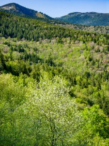 Mount Mitchell from Ridge Junction Overlook