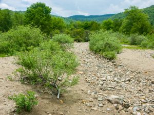 Graveyard Fields Dry Wash