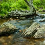 Boulders and Tree in Yellowstone Prong