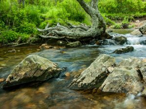 Boulders and Tree in Yellowstone Prong