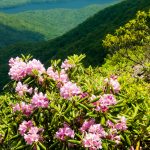 Craggy Gardens Rhododendron