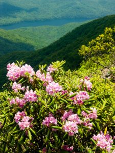 Craggy Gardens Rhododendron