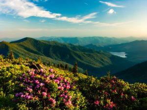 Asheville Watershed