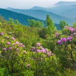 Catawba Rhododendron on Sam KNob