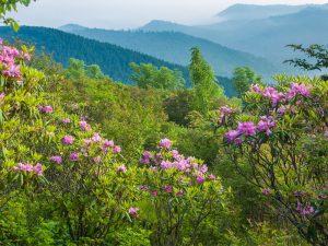 Catawba Rhododendron on Sam KNob