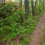 Flame Azalea Beside Trail