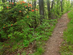 Flame Azalea Beside Trail