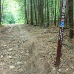 Lower Sidehill Trail Hemlocks