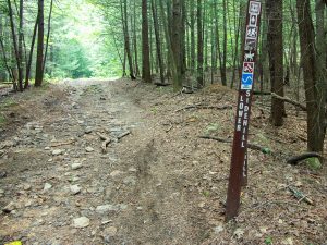 Lower Sidehill Trail Hemlocks