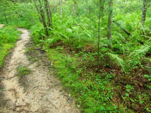 Huge Ferns beside the Ledford Trail.