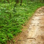 Clay Surface of the Wolf Branch trail