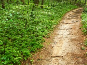 Clay Surface of the Wolf Branch trail