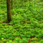 Clubmoss beside the Wolf Branch trail