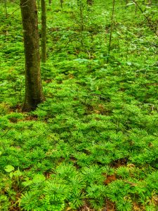 Clubmoss beside the Wolf Branch trail