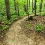 Wolf Branch Trail Curve