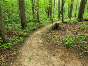 Wolf Branch Trail Curve