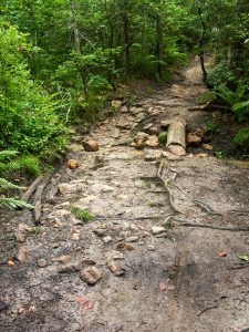 Wolf Branch Creek Crossing