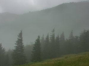 Grass and Fog at Camp Alice