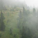 Spruces in Fog at Camp Alice