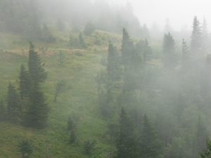 Spruces in Fog at Camp Alice